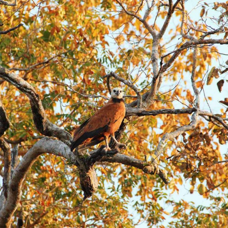 Pantanal Norte, No Mato Grosso: Pousadas E Passeios - Carpe Mundi