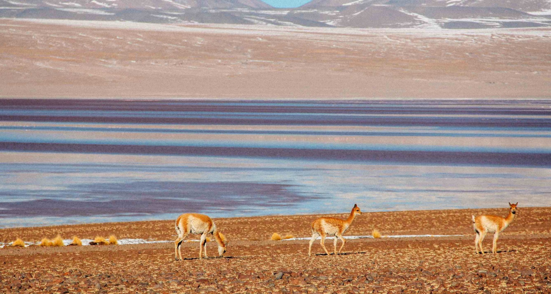 uyuni-vicunhas