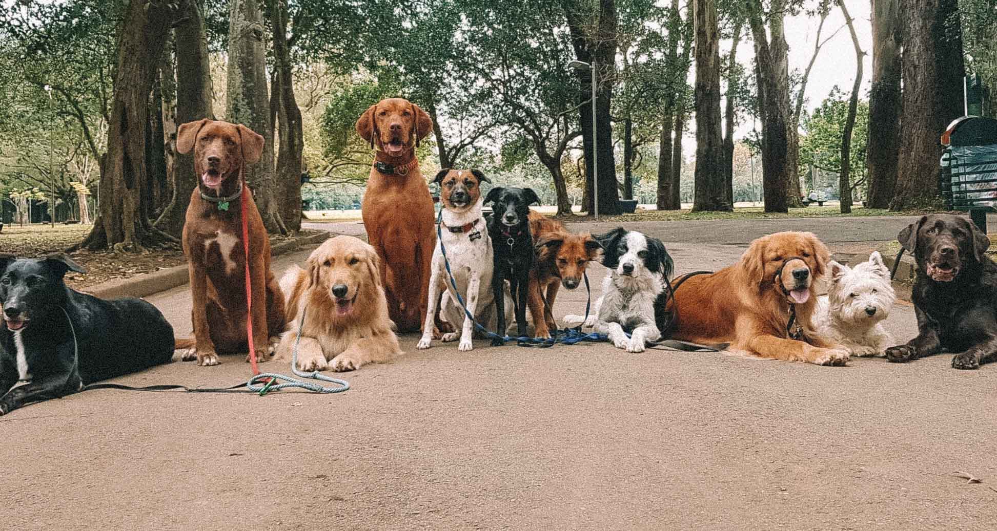 sao-paulo-pet-friendly