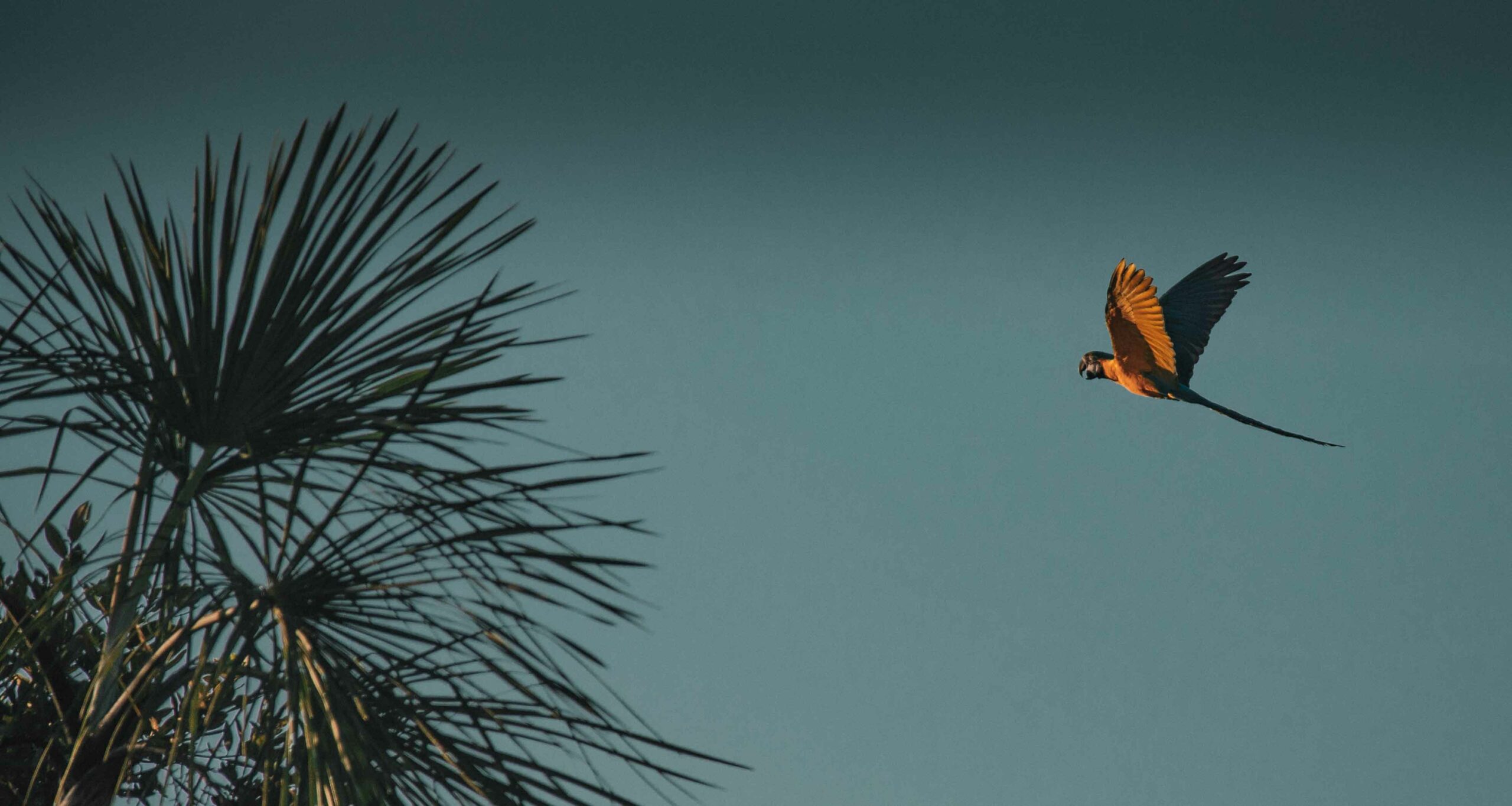 arara azul e amarela voando