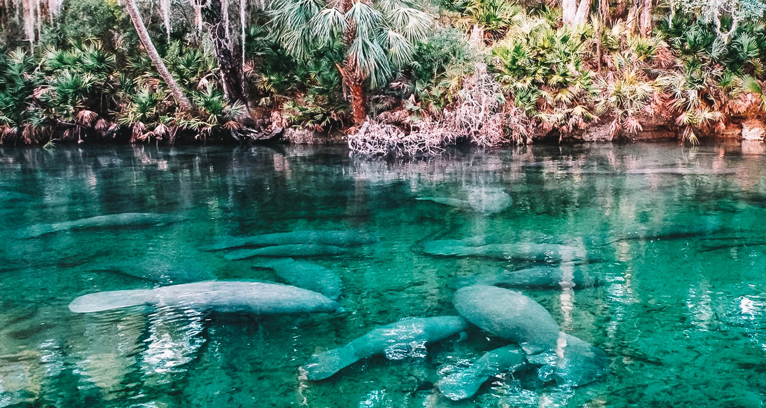 Manatee Springs State Park