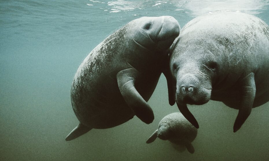 curiorisidades inusitadas sobre os manatees