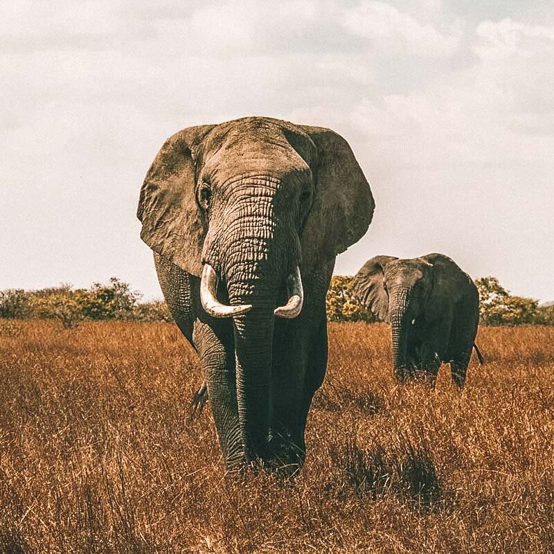 elefante safari